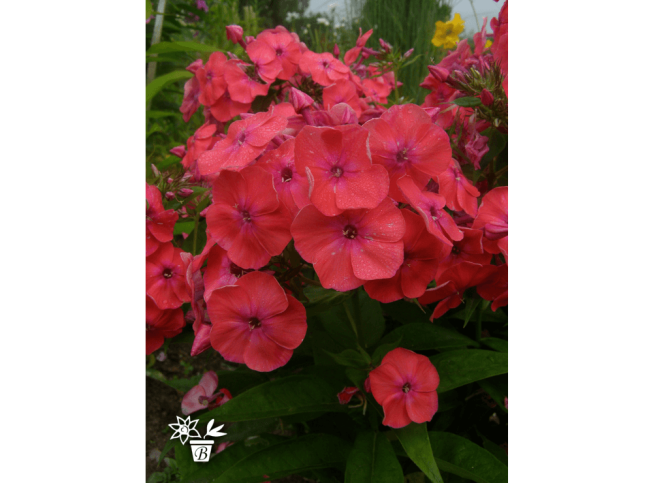 Phlox paniculata   CORAL FLAME = 'Barsixtytwo'